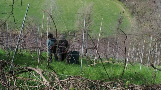 Silver haired woman in dark clothes gives pruning advice to a younger woman during grapevine care on an uphill organic vineyard, slow motion