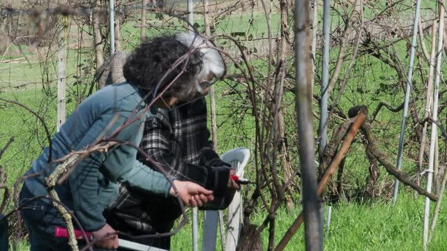 Silver haired woman in dark clothes gives pruning advice to a younger woman during grapevine care on an uphill organic vineyard, slow motion