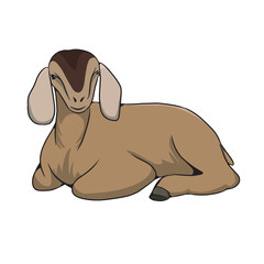 Obraz premium Long-eared brown goat is sitting