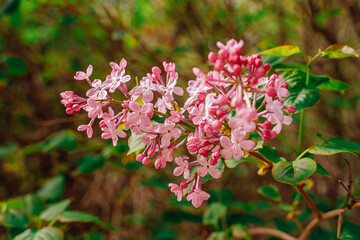 Lilac flowers close up. Plants and flowers