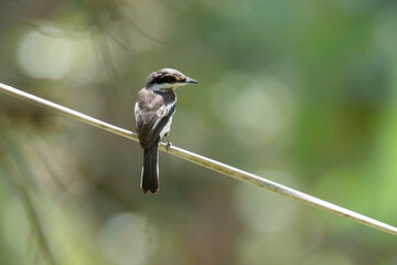 Shrikes bird on a branch bird watching in the forest.