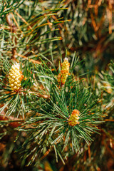 Young cones on a pine tree. Spring forest. Close-up
