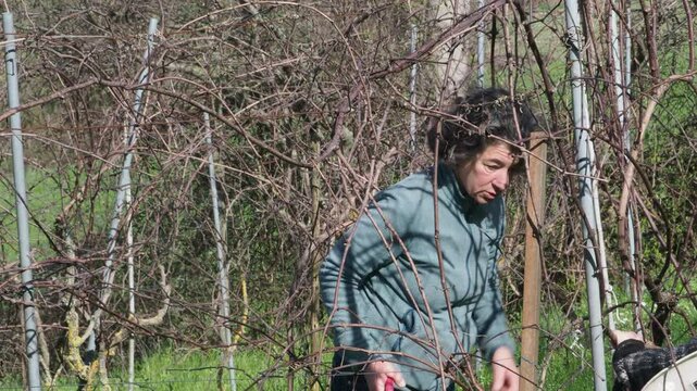 Strong independent woman carefully prunes grapevines using red pruning shears in a leafless vineyard during winter dormancy in the Martani hills, Italy, surrounded by trellises and bare branches