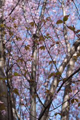 sunlit cherry blossom branches intertwine against a vivid blue sky, highlighting the delicate pink and green hues of springtime in a serene woodland setting, verdant, leafy, whimsical, airy, sublime