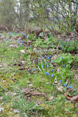 serene spring landscape with vibrant blue wildflowers amidst lush green foliage and leafy underbrush, highlighting nature's renewal and growth in a tranquil outdoor setting, colorful, naturalistic