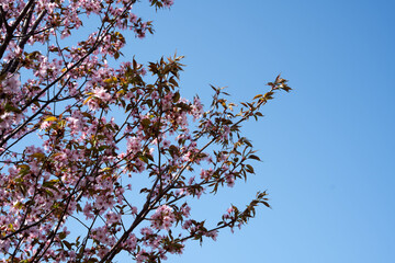 bright spring scene featuring a cherry blossom tree with delicate pink flowers in full bloom against a clear blue sky, evoking a sense of renewal, tranquility, and natural beauty, gentle, blissful