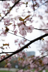 close-up view of delicate pink cherry blossoms on tree branches, softly blurred in background, capturing the essence of spring with gentle lighting and vibrant floral details. beauty, sakura