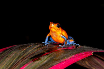 Strawberry blue jeans poison Dart Frog at night on leaf