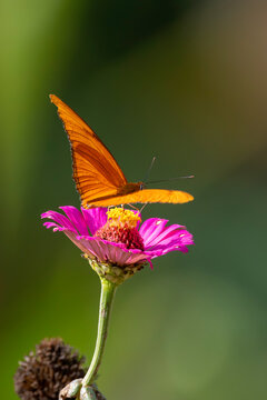 Julia Heliconian butterfly-(Dryas-julia-Fabricius)