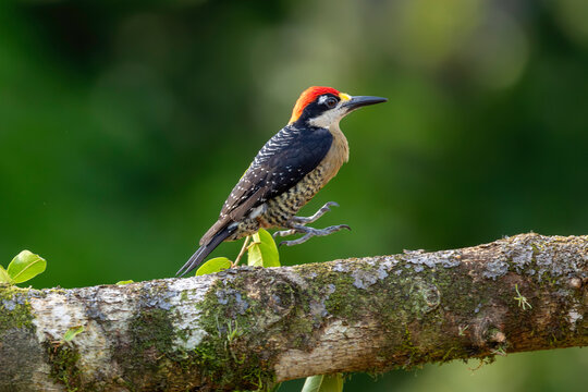 Black-cheeked-woodpecker on perch in Costa Rica
