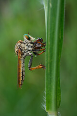 A close-up of a robber fly (Asilidae) with striking green eyes, perched on a green stem, preying on...