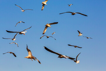 Seagulls flying in the clear blue sky on a sunny day
