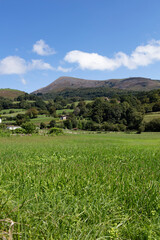green grass landscape
