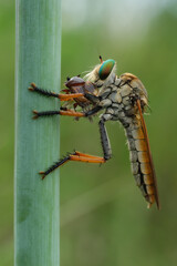 A close-up of a robber fly (Asilidae) with striking green eyes, perched on a green stem, preying on another insect it firmly grasps, 03 juny 2025 Indonesia