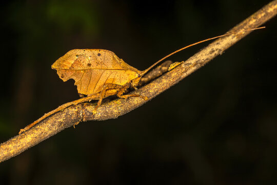 Leaf mimicking katydid (Typophyllum morrisi) on a stick in Costa Rica