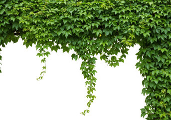 Fototapeta premium Green ivy vine border isolated on transparent background
