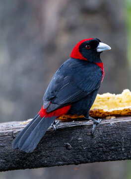 Crimson-collared Tanager on feeder in Costa Rica