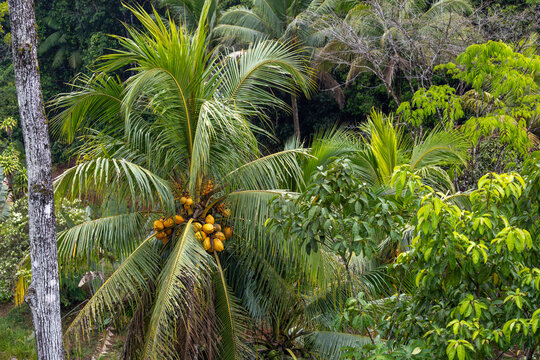 Ripe coconuts in tree, Costa Rica