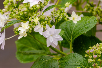 雨に濡れた白いガクアジサイ