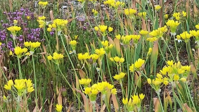 Yellow garlic, Allium moly, an edible and medicinal wild plant