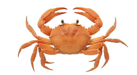 Isolated Crab