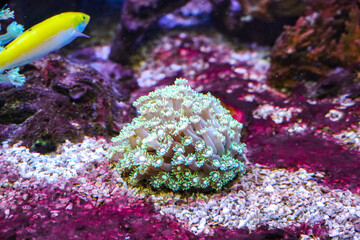 Colorful Coral Reef. Anemone on a tropical coral reef. Sea anemone with flowing tentacles sits nestled within a vibrant marine environment, surrounded by algae and coral fragments
