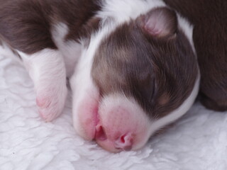 Puppy is sleeping on a white blanket