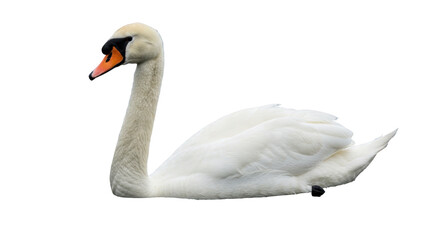 Isolated Swan