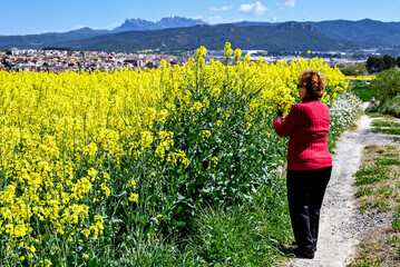 An elderly woman with curly blonde hair wearing a red sweater picking flowers in a field of yellow rapeseed. Nature, fields