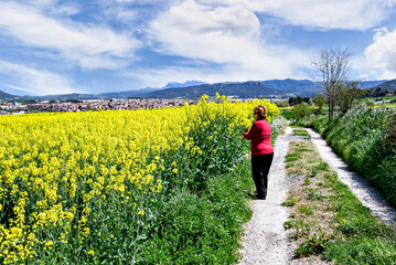 An elderly woman with curly blonde hair wearing a red sweater picking flowers in a field of yellow rapeseed. Nature, fields