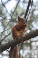 Fototapeta premium A squirrel eats a nut on a tree
