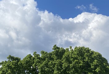 From spring a few days into summer. Clouds slowly rise above the horizon from behind the trees....