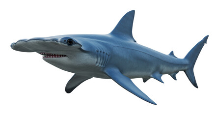 Isolated Hammerhead Shark