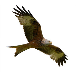 Majestic Red Kite, Milvus milvus, soaring gracefully with wings outstretched