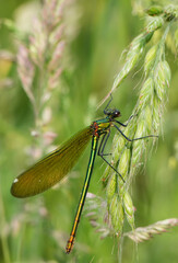 Beautiful Demoiselle, Calopteryx virgo, dragonfly perched vertically on grass