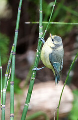 Fluffy Eurasian Blue Tit chick, Cyanistes caeruleus, clinging to a reed