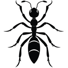 dragon ant on white background