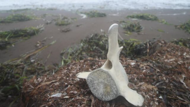 The whale's vertebra. The coast of the Sea of Japan
