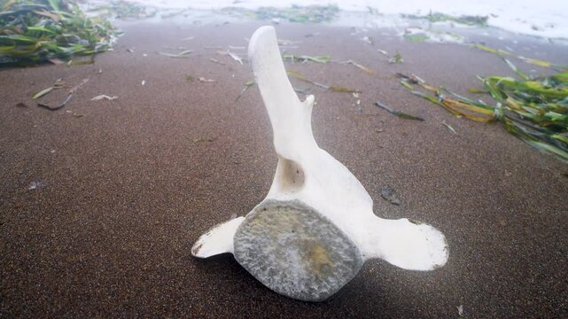 The whale's vertebra. The coast of the Sea of Japan