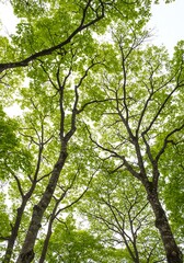 Fototapeta premium Emerald Canopy's Embrace