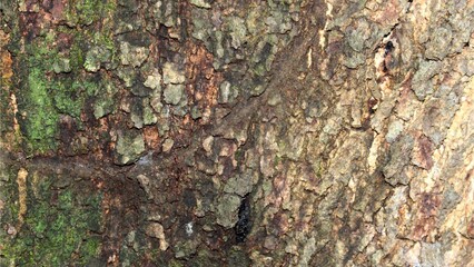 Close-up of Natural Tree Bark with Moss Texture, Detailed Rough Wood Surface, Brown and Green Organic Tree Background
