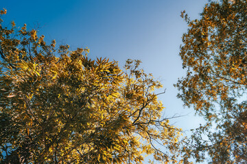 A tree in the park photographed in the afternoon, with yellow sunlight reflecting on its leaves