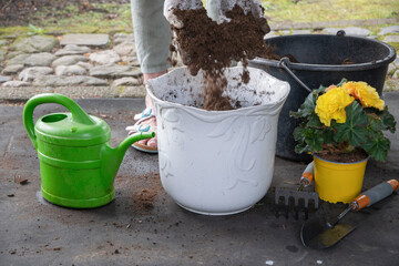 Gadener sorts nutritious soil for flowering plants from debris,saturates it with air before replanting yellow begonia standing nearby, watering can and,garden tools are scattered around,