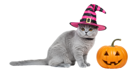 Isolated Cat with Witch Hat and Pumpkin