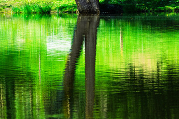 Reflets abstraits sur l’étang au fil de l’eau