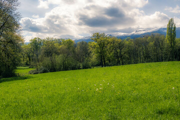 Champ vert et lisière de forêt au printemps