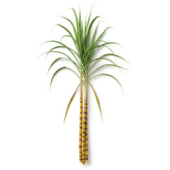 sugarcane with leaves isolated background