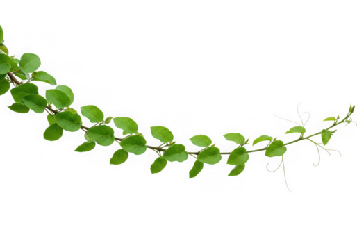 Green vine with lush leaves isolated on transparent background