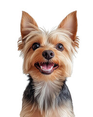 Happy yorkshire terrier puppy portrait isolated on transparent PNG