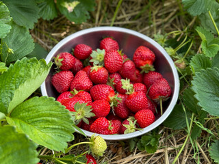 Freshly picked ripe red strawberries berries in a metal bowl on strawberries field close up